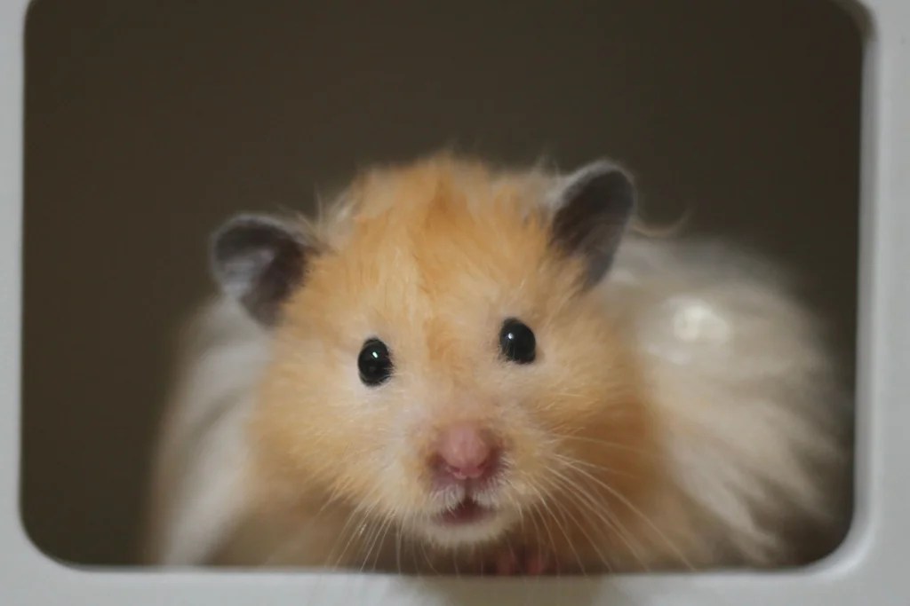 How to Tame a Skittish Hamster Step by Step (Easy Method)