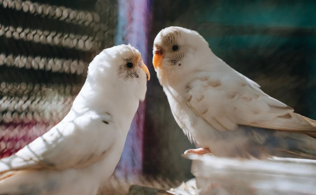 How to Breed Pet Birds at Home Successfully: Complete Guide