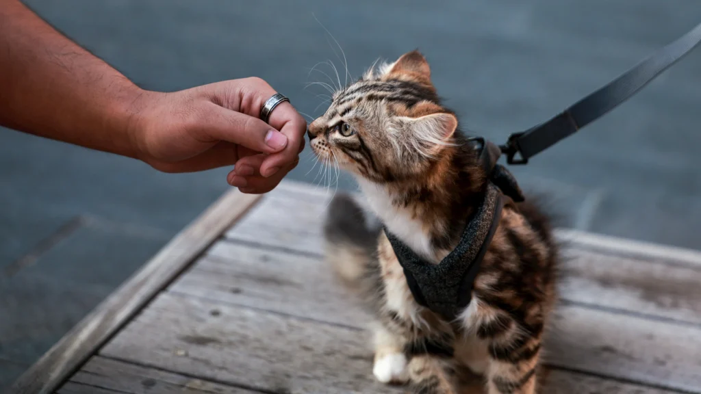 Cat Trick Training: Yes, Your Cat Can Absolutely Learn Tricks
