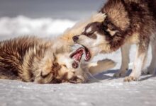 Dealing with Aggression: Tips for Safe Behavior Modification