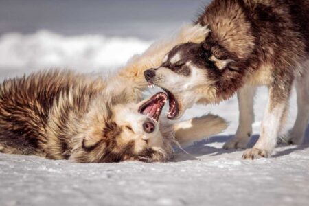Dog Aggression Behavior Modification: The Complete Safe and Science-Based Guide