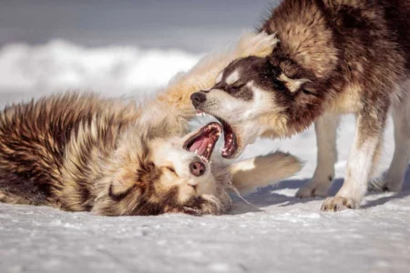 Dog Aggression Behavior Modification: The Complete Safe and Science-Based Guide Dog Aggression Behavior Modification: The Complete Safe and Science-Based Guide