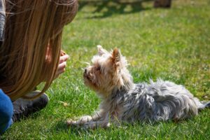 Consistent Dog Training Routine: The Complete Guide to Patience, Persistence, and Lasting Results