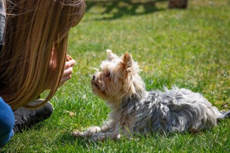 Consistent Dog Training Routine: The Complete Guide to Patience, Persistence, and Lasting Results