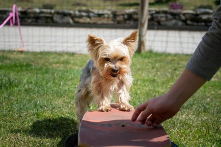 Dog House Training: Say Goodbye to Accidents Dog House Training: Say Goodbye to Accidents