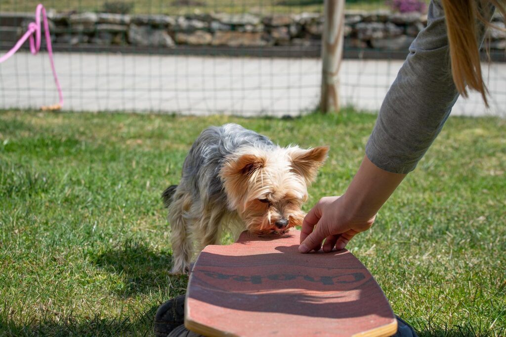 Advanced Dog Training: Beyond Basic Commands