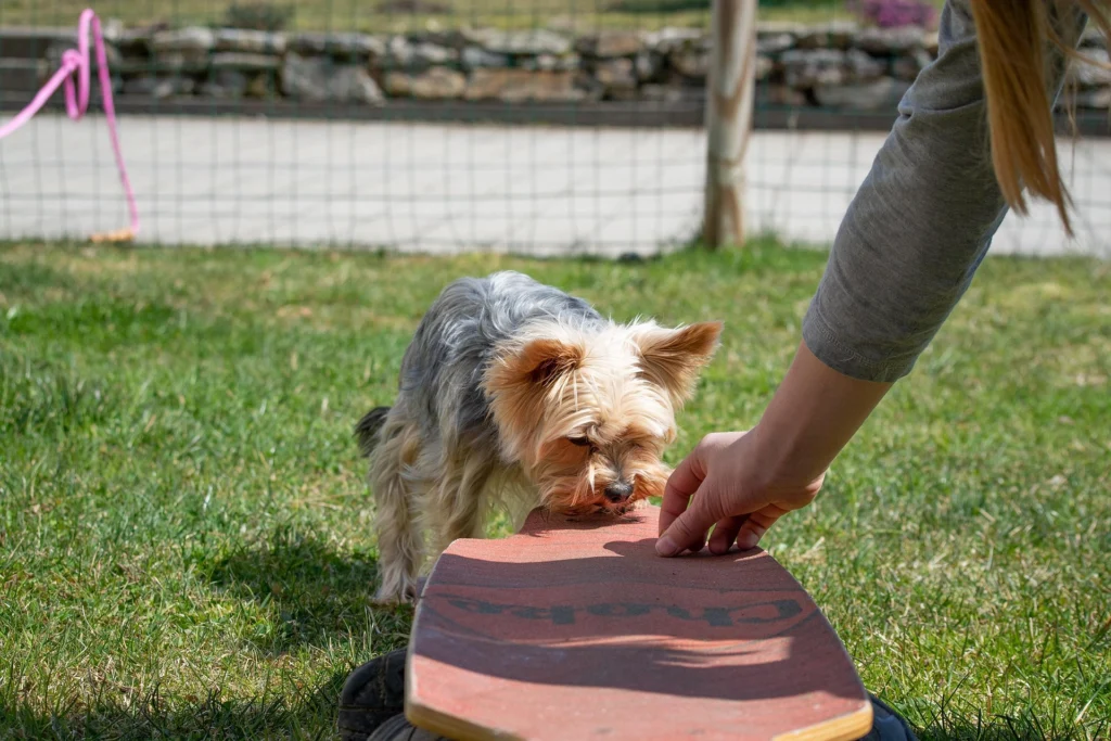 Advanced Dog Training: Beyond Basic Commands