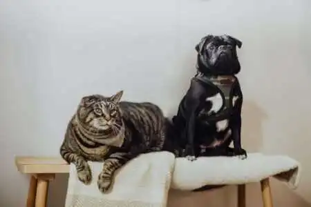 How to Choose the Right Pet for Your Lifestyle: Best Pet Types How to Choose the Right Pet for Your Lifestyle: Best Pet Types