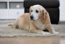 Training for Senior Pets: Keeping Their Minds Active