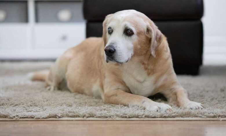 Training for Senior Pets: Keeping Their Minds Active