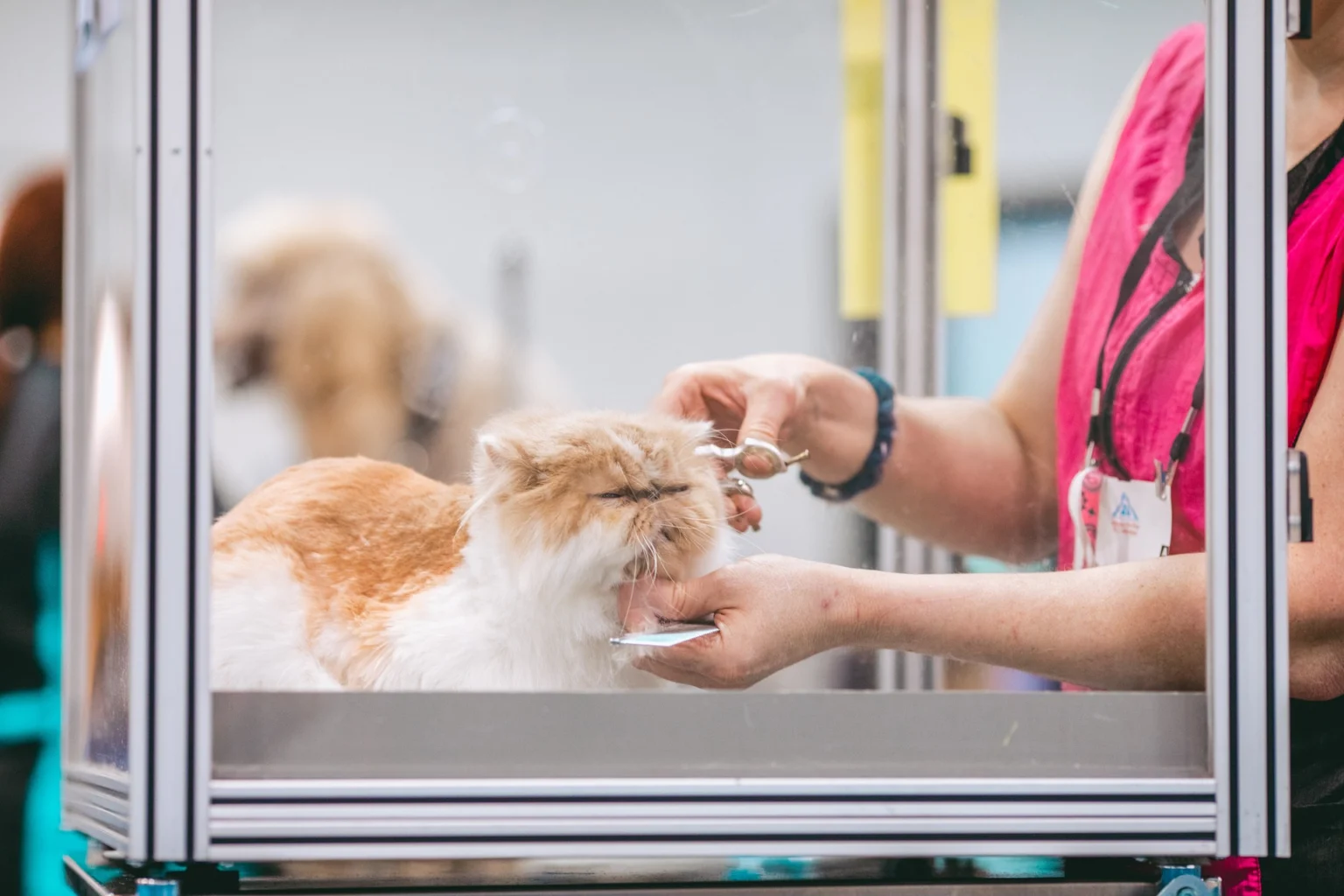Professional Cat Grooming vs. DIY: Pros and Cons Professional Cat Grooming vs. DIY: Pros and Cons