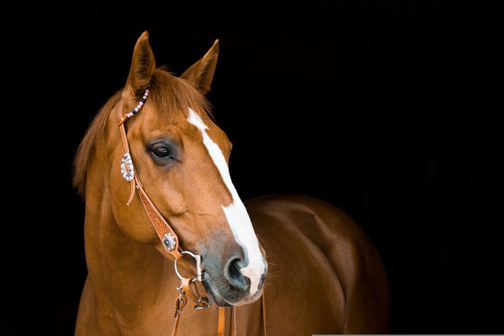 First Time Horse Owner Guide