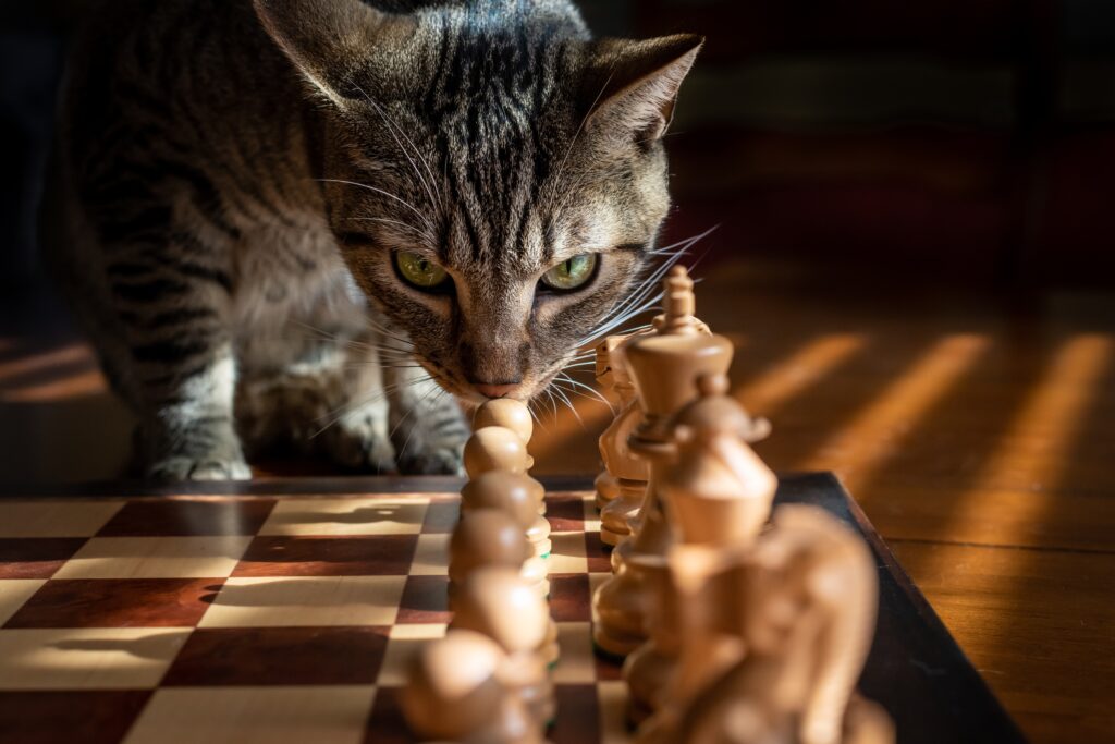 Interactive Brain Games for Cats: The Complete Guide to Fun, Learning, and Mental Enrichment