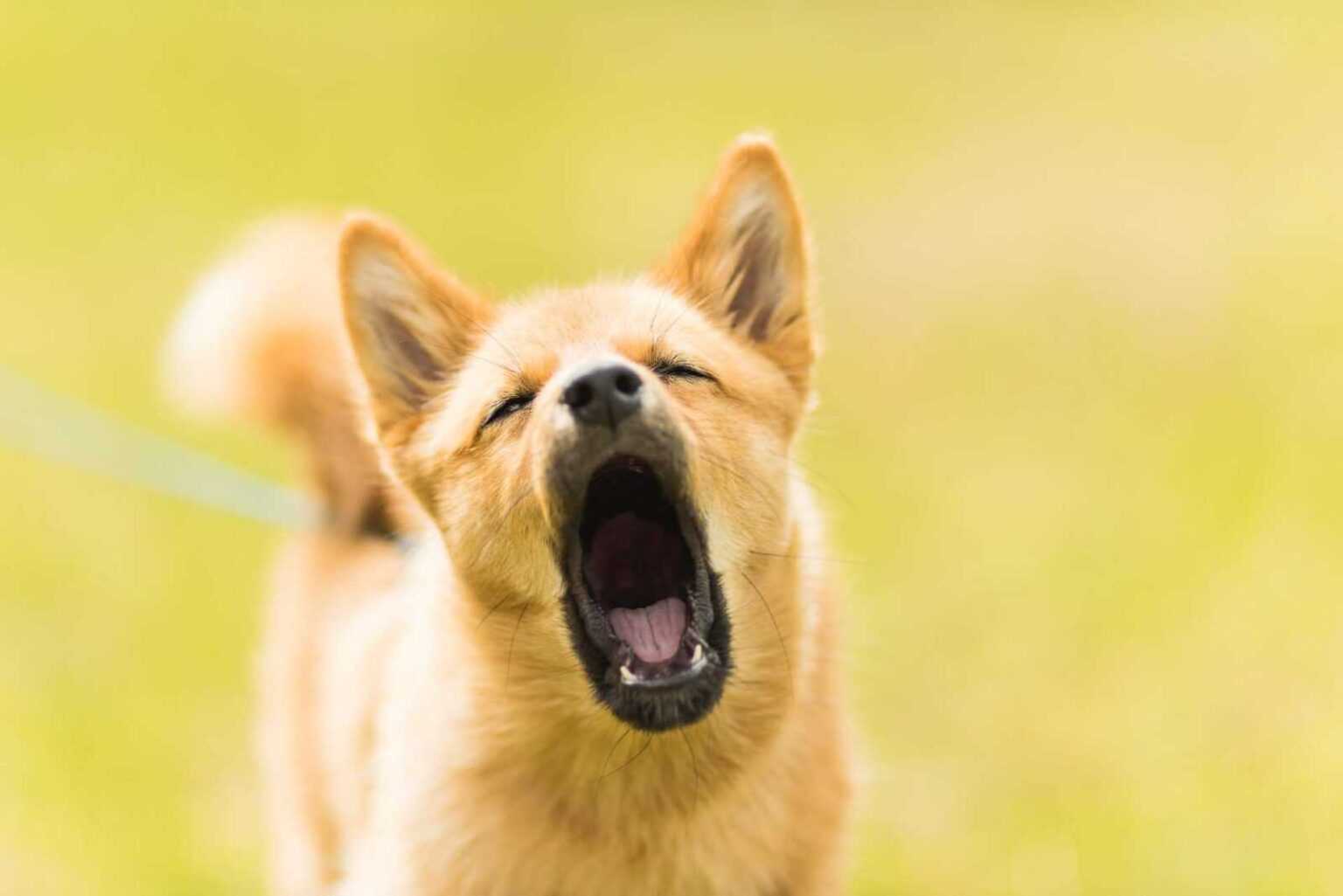 Calm a Dog That Barks at Everything: Vet-Approved Guide 2026
