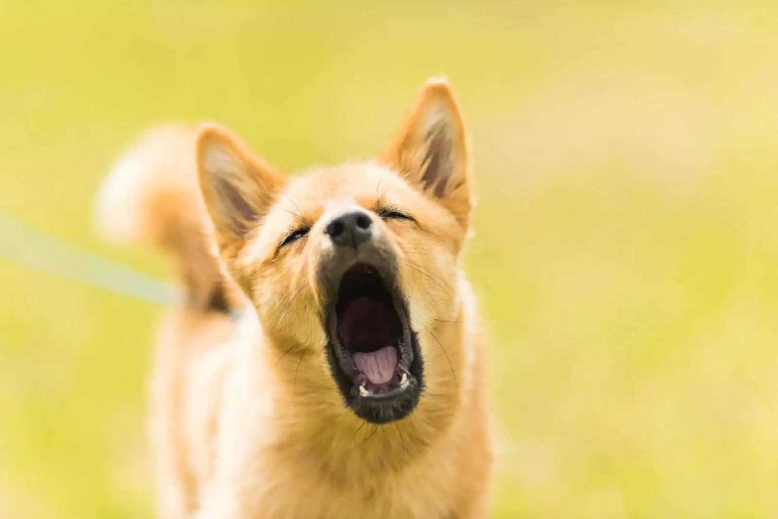 Calm a Dog That Barks at Everything: Vet-Approved Guide 2026 Calm a Dog That Barks at Everything: Vet-Approved Guide 2026