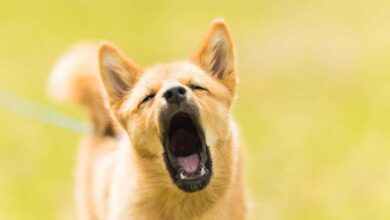 Barking Blues: Managing Excessive Barking in Dogs