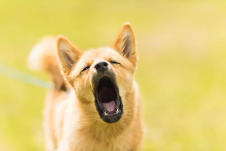 Calm a Dog That Barks at Everything: Vet-Approved Guide 2026 Calm a Dog That Barks at Everything: Vet-Approved Guide 2026