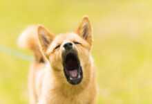 Barking Blues: Managing Excessive Barking in Dogs