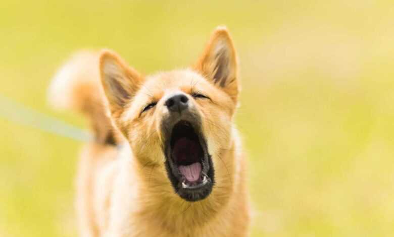 Barking Blues: Managing Excessive Barking in Dogs