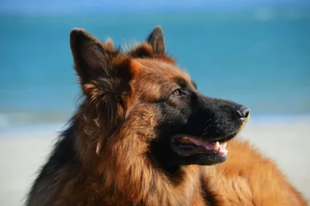 How to Stop Dog Resource Guarding: Training Guide 2026 How to Stop Dog Resource Guarding: Training Guide 2026