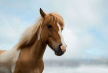 Horse Health Problems: Causes, Symptoms, and Treatment