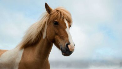 Horse Health Problems: Causes, Symptoms, and Treatment