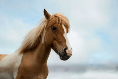 Common Equine Diseases and Symptoms: Complete Horse Health Guide 2026 Common Equine Diseases and Symptoms: Complete Horse Health Guide 2026