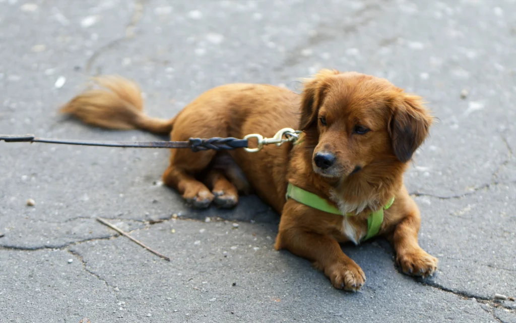 How to Train a Leash Reactive Dog: The Complete Guide to Calmer, More Confident Walks