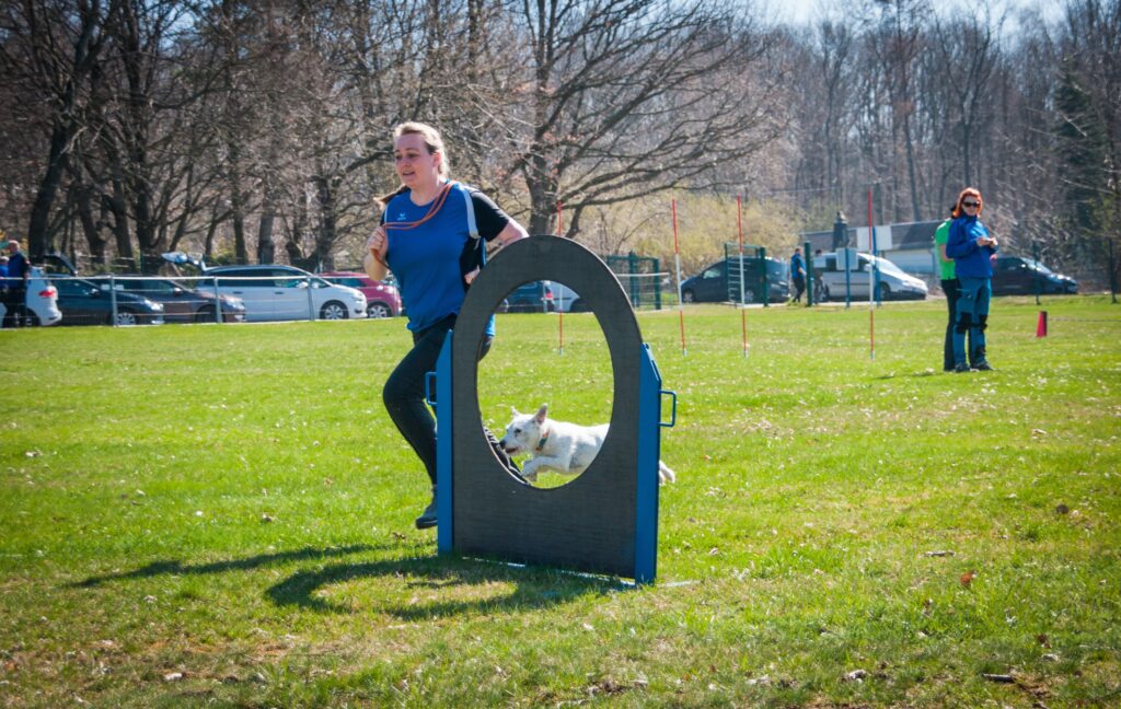 Dog Friendly Events: Festivals, Walks, and Pet Expos