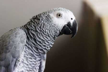How to Teach a Bird to Talk Step by Step: A Practical 2026 Training Guide