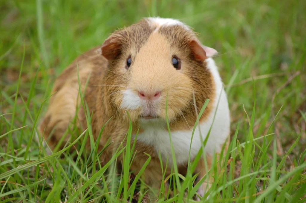 How to Get a Scared Guinea Pig to Trust You: Easy Steps