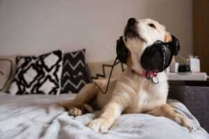 Calming Music for Dogs: The Complete Science-Backed Guide to Dog Audio Enrichment