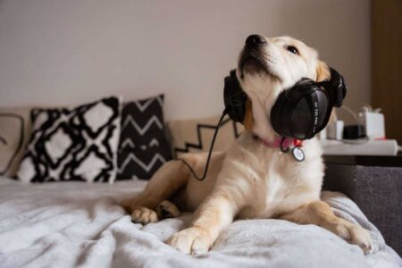 Calming Music for Dogs: The Complete Science-Backed Guide to Dog Audio Enrichment