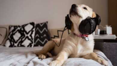 Pet Music and Entertainment