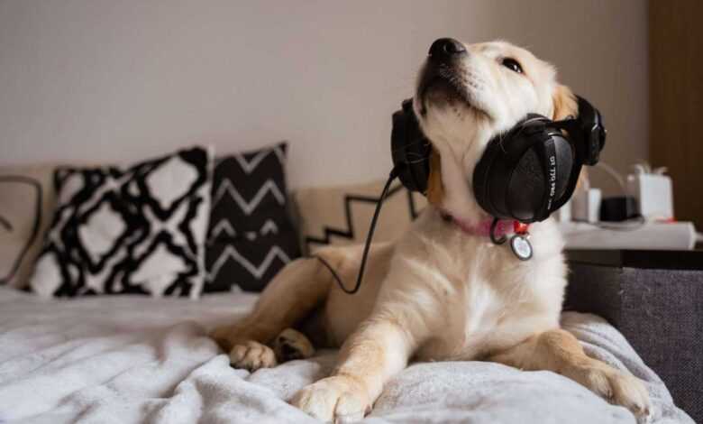 Pet Music and Entertainment