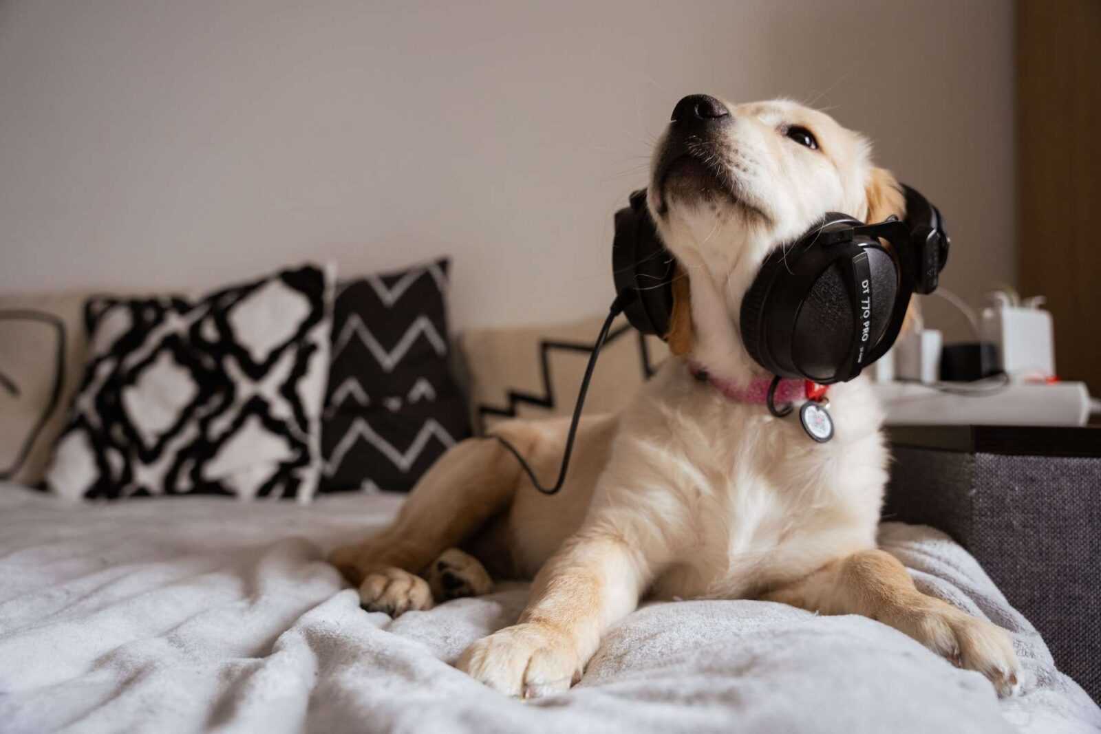 Pet Music and Entertainment