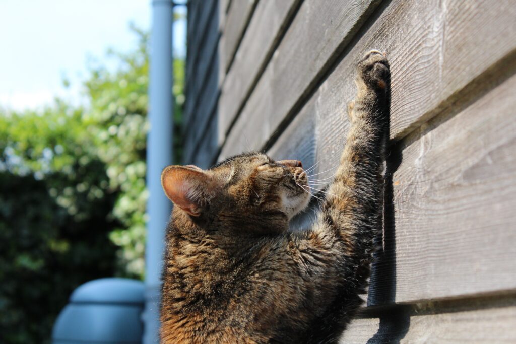 How to Stop Cats from Scratching Furniture: Complete Guide 2026