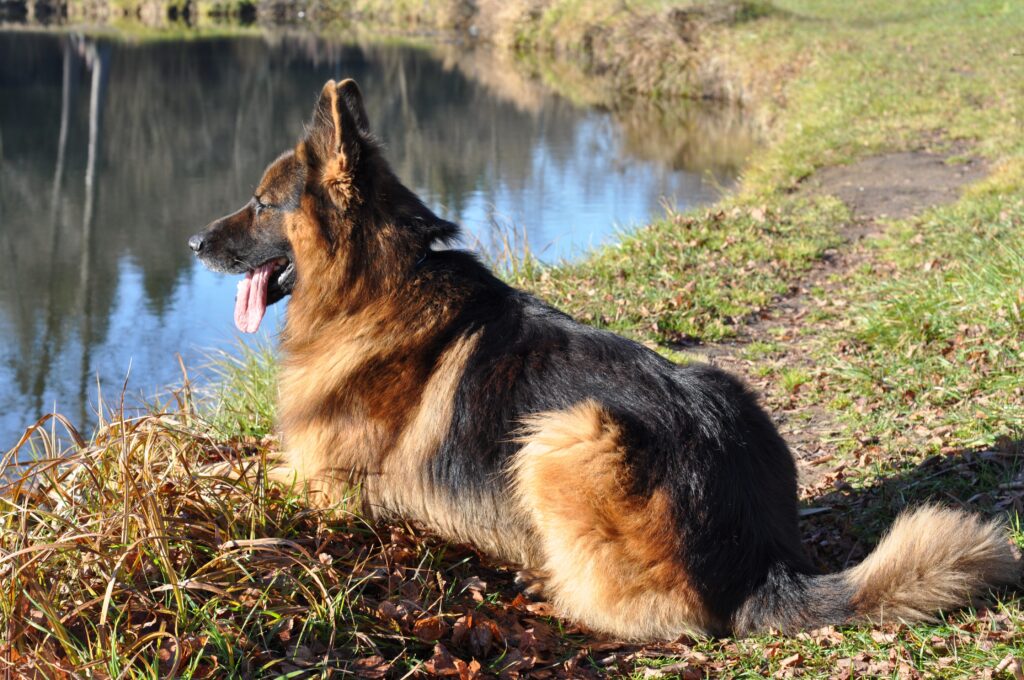 How to Stop Dog Resource Guarding: Training Guide 2026