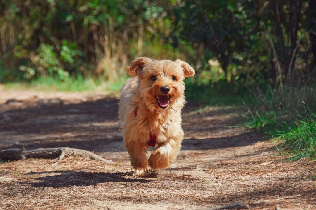 Sustainable Dog Care: The Complete Eco-Friendly Guide for Responsible Owners