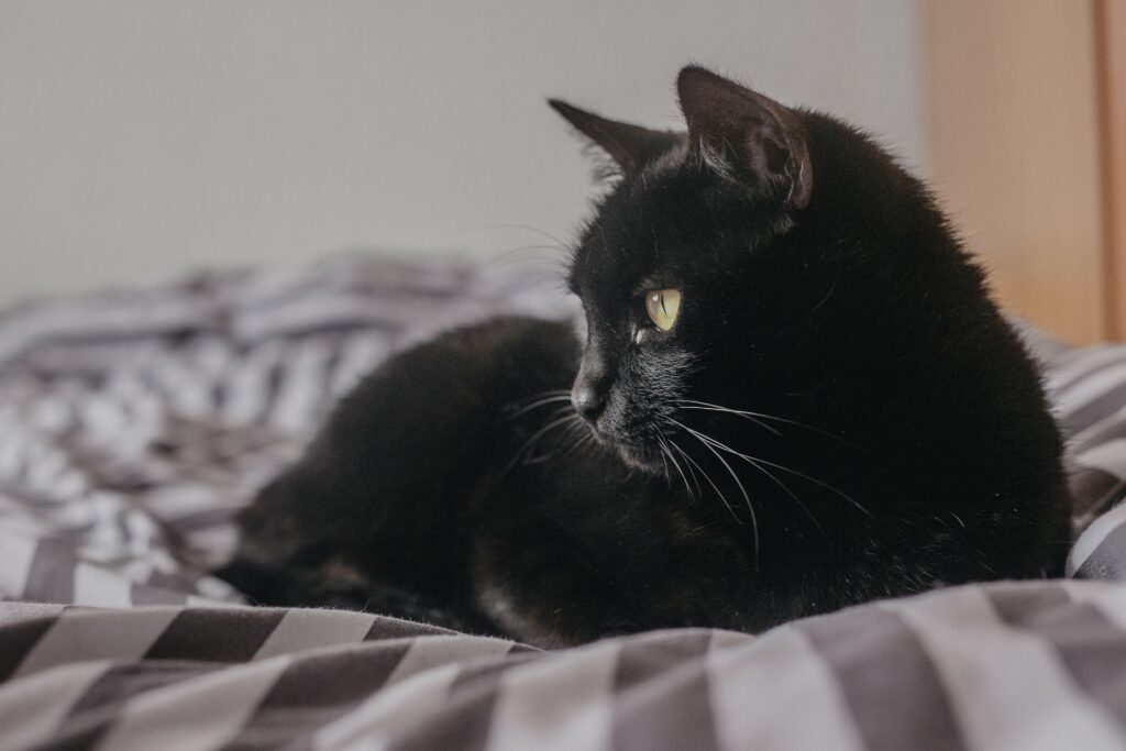 Calm Cat Breeds for Apartment Living: The Complete Feline Selection Guide 2026