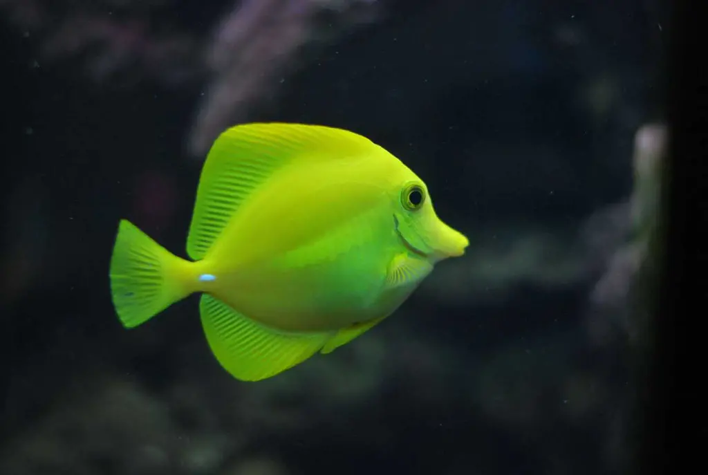 White Spots on Fish Tank Mates Treatment: The Ultimate Guide