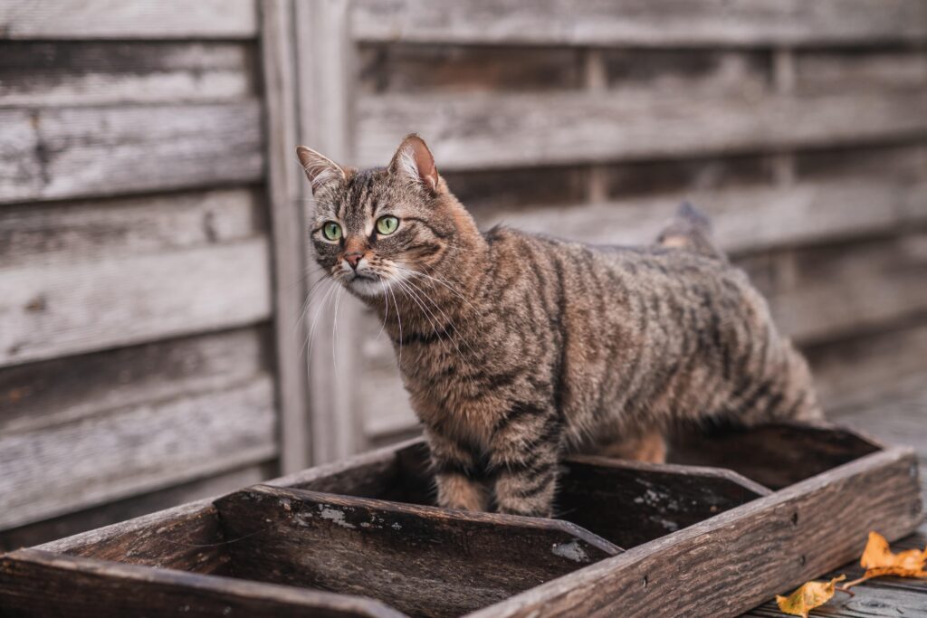 How to Attract a Cat to the Litter Box: The Complete Litter Training Guide 2026