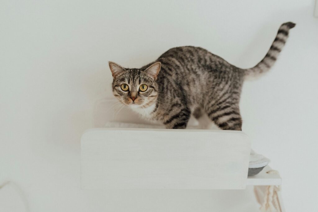 How to Attract a Cat to the Litter Box: The Complete Litter Training Guide 2026