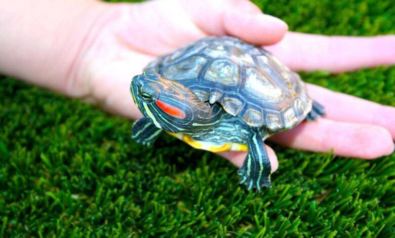 Pet Turtle Breeding: Tips and Techniques for Breeding and Care