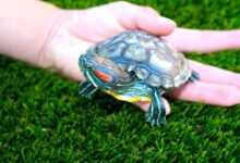 Pet Turtle Breeding: Tips and Techniques for Breeding and Care