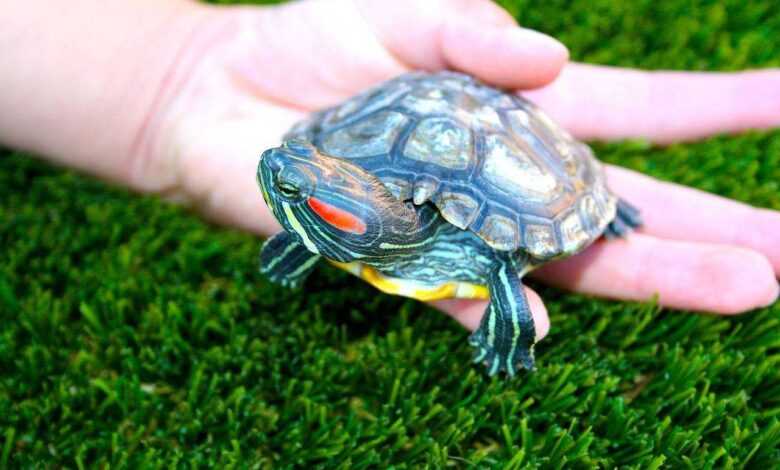 Pet Turtle Breeding: Tips and Techniques for Breeding and Care