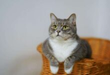 Choosing Feline Companions: Best Cat Breeds for Apartments