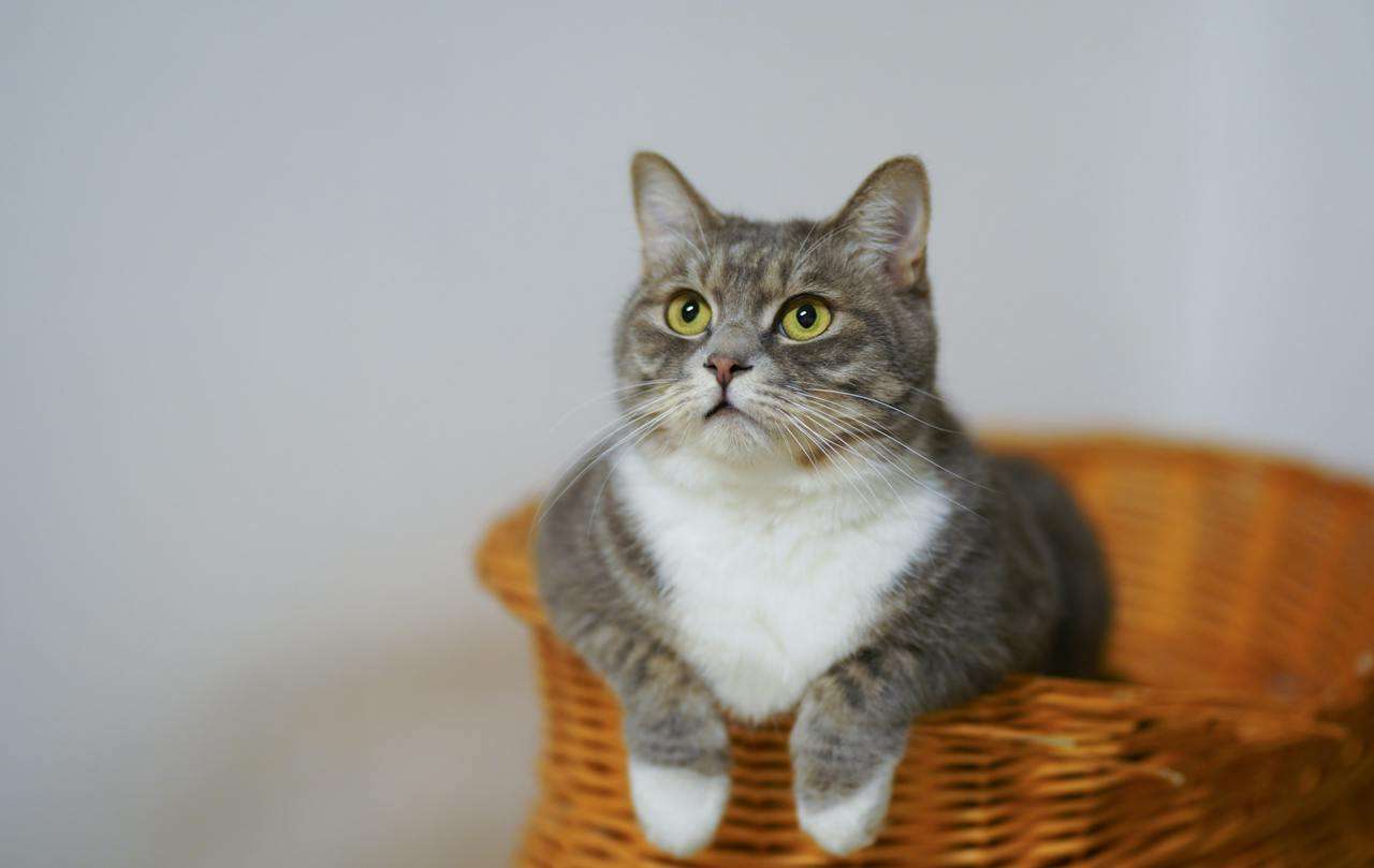 Choosing Feline Companions: Best Cat Breeds for Apartments