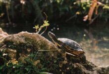 Nurturing Natives: A Comprehensive Guide to Red-Eared Slider Turtle Care