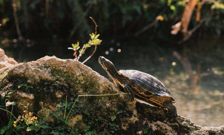 Nurturing Natives: A Comprehensive Guide to Red-Eared Slider Turtle Care